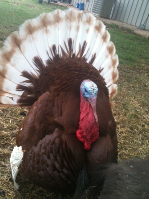 Secrets of A Thanksgiving Survivor: Guest interview with Jack the Turkey